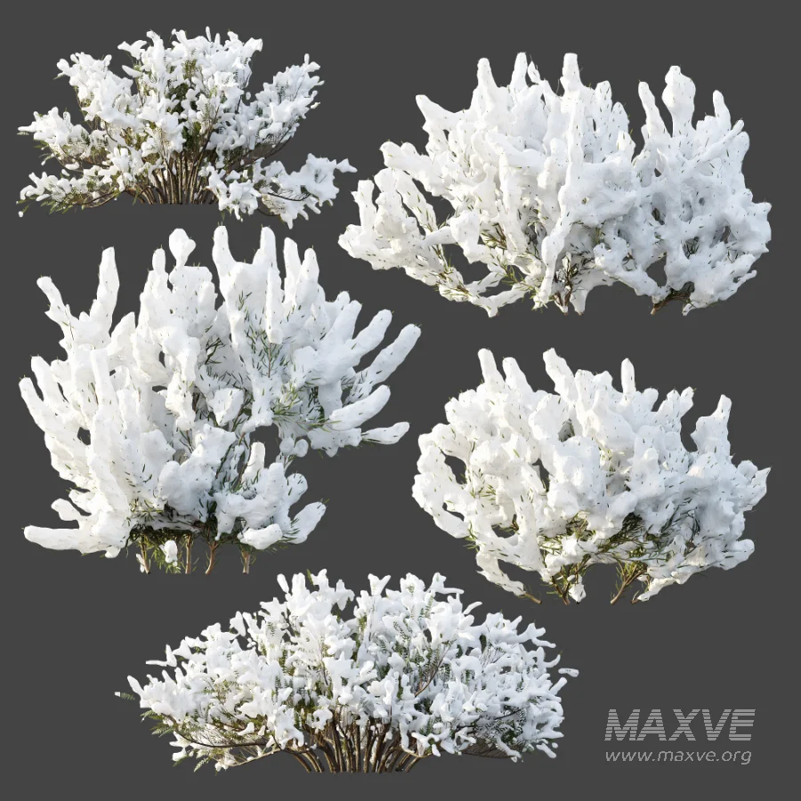 AV Winter plant Snow Wild Erica Multiflora and Snow Juniperus Sabina - Image 5