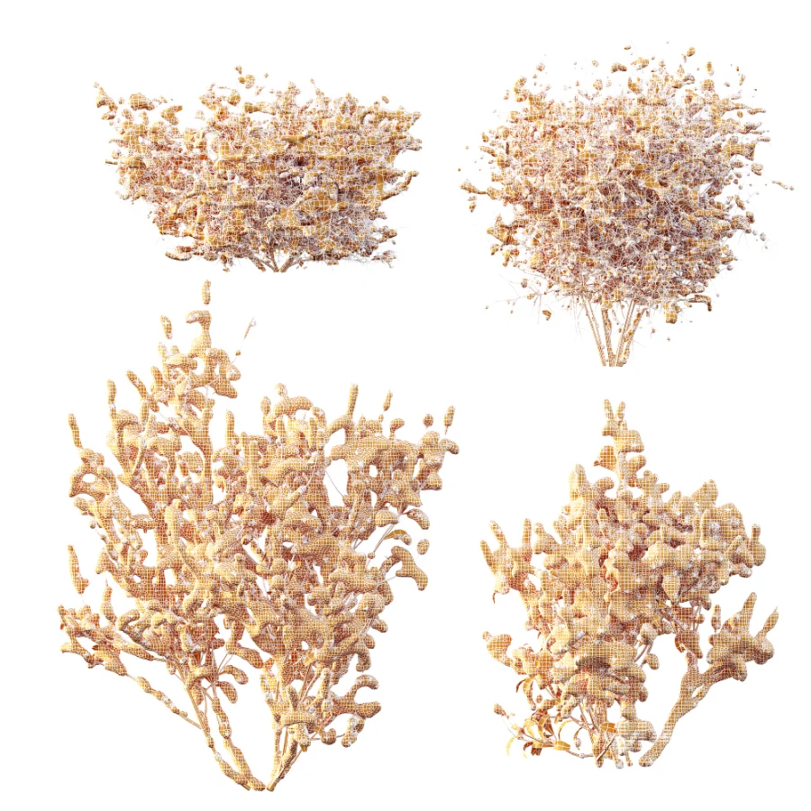 AV Winter Plant Snow Cornus sanguinea and Snow Kapebonavista Pachystachys - Image 8