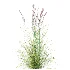 AV Plant Purple Moor Grass Molinia Caerulea - Thumbnail 3