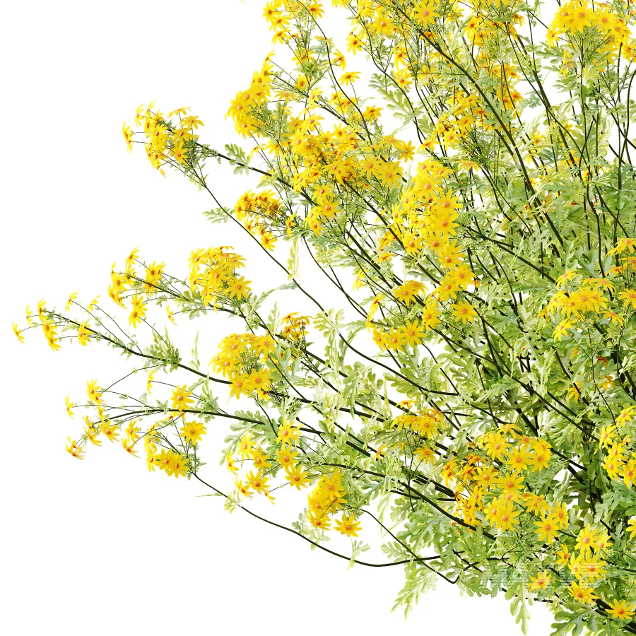 Senecio jacobaea wild flowers Tansy ragwort 02 - Image 2