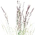 AV Plant Purple Moor Grass Molinia Caerulea - Thumbnail 6
