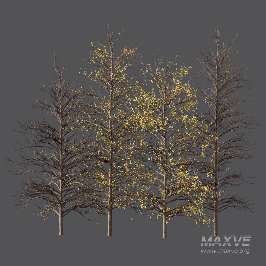 AV Autumn trees Real Tree Acer Buergerianum - Image 7