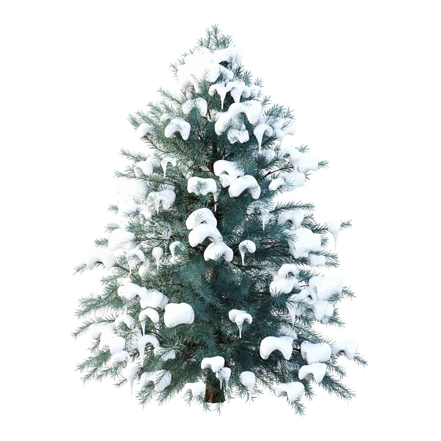 Blue Spruce Winter Tree 03 - Image 2