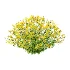 Senecio jacobaea wild flowers Tansy ragwort 02 - Thumbnail 3