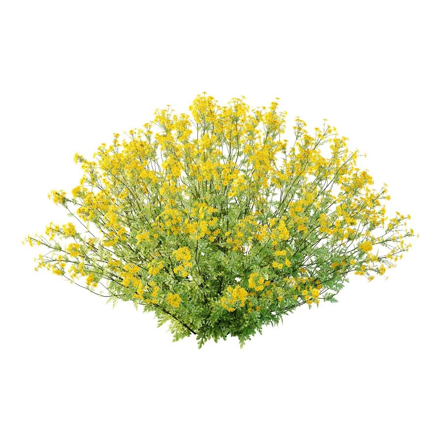 Senecio jacobaea wild flowers Tansy ragwort 02 - Image 3