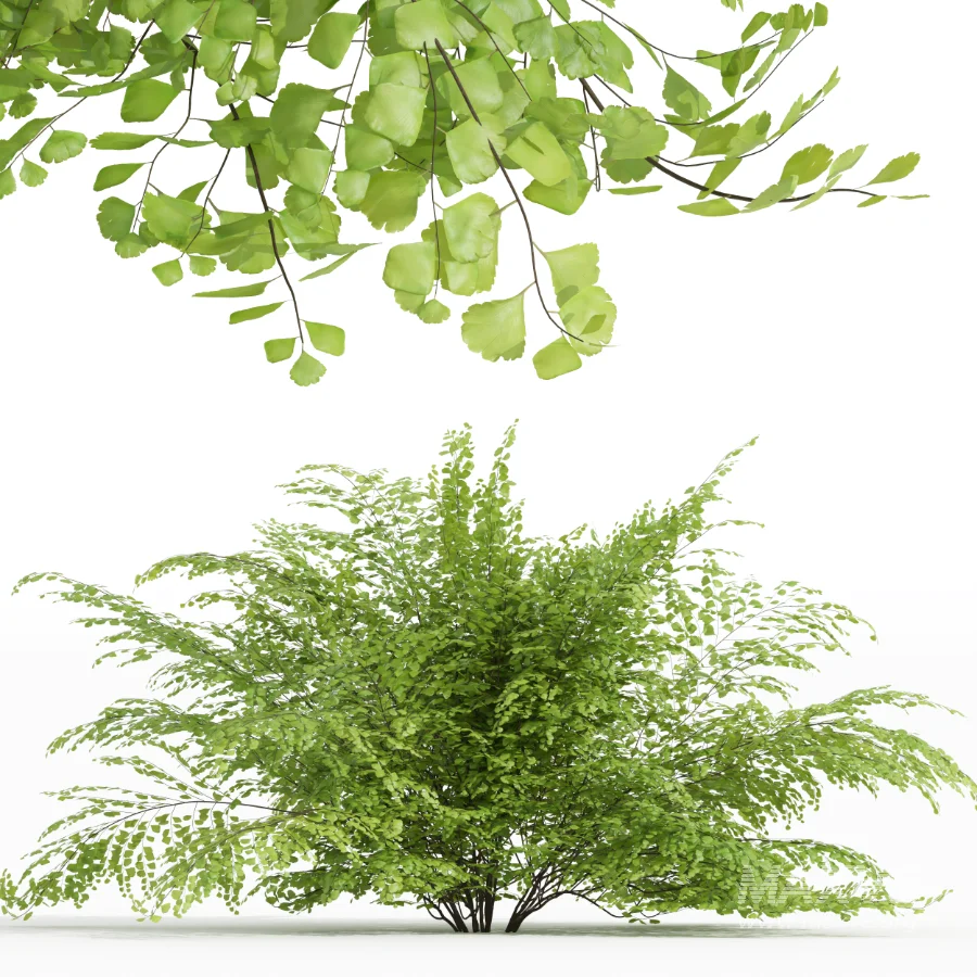 AV Adiantum Capillus Veneris Fern and Cytisus scoparius bush - Image 5