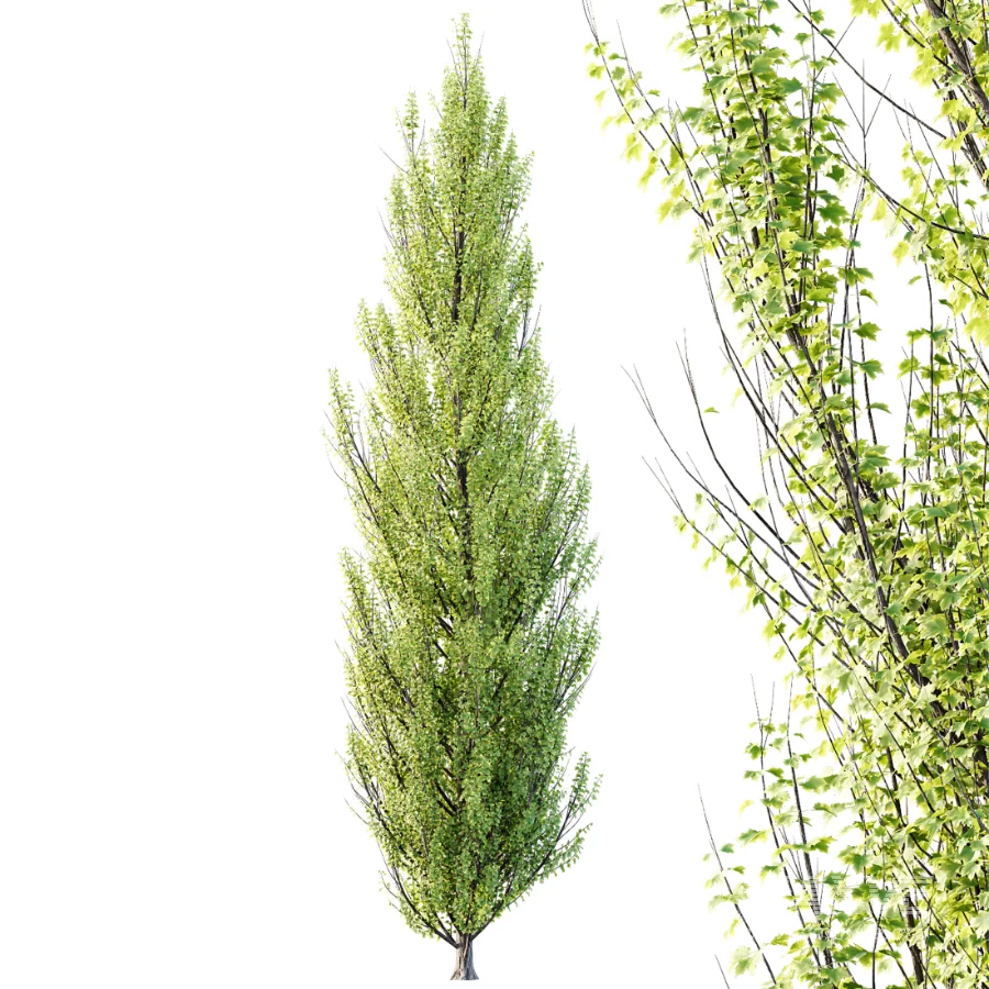 AV Acer X_freemanii Freeman Maple Sapindaceae Autumn Blaze set 05 - Image 3