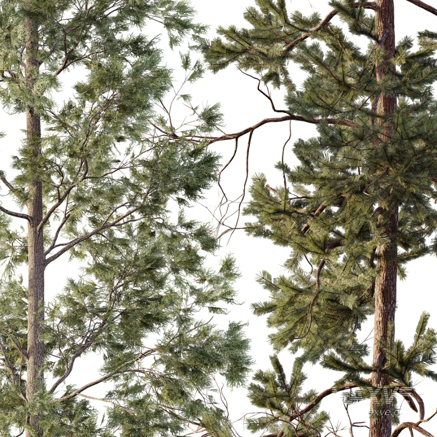 AV Autumn winter trees Pinus Sylvestris and Chamaecyparis - Image 1