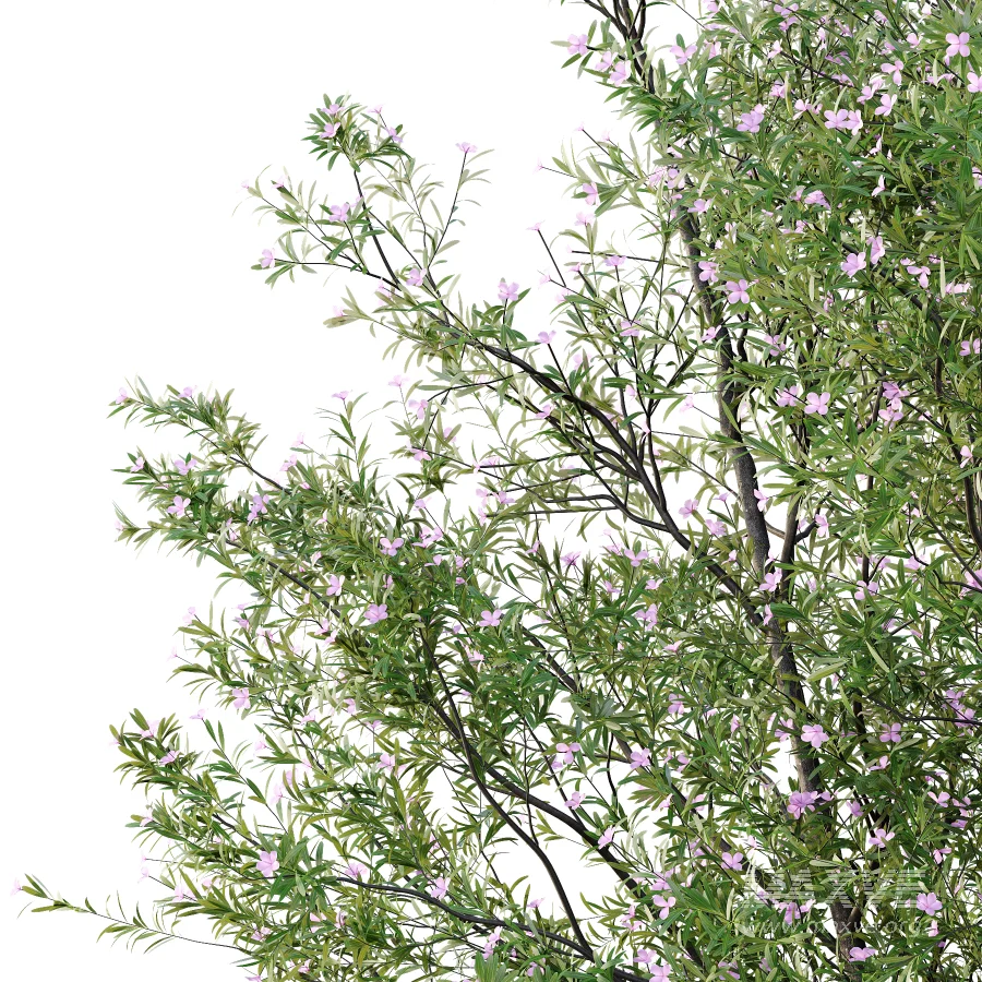 nerium oleander pink tree 03 - Image 2
