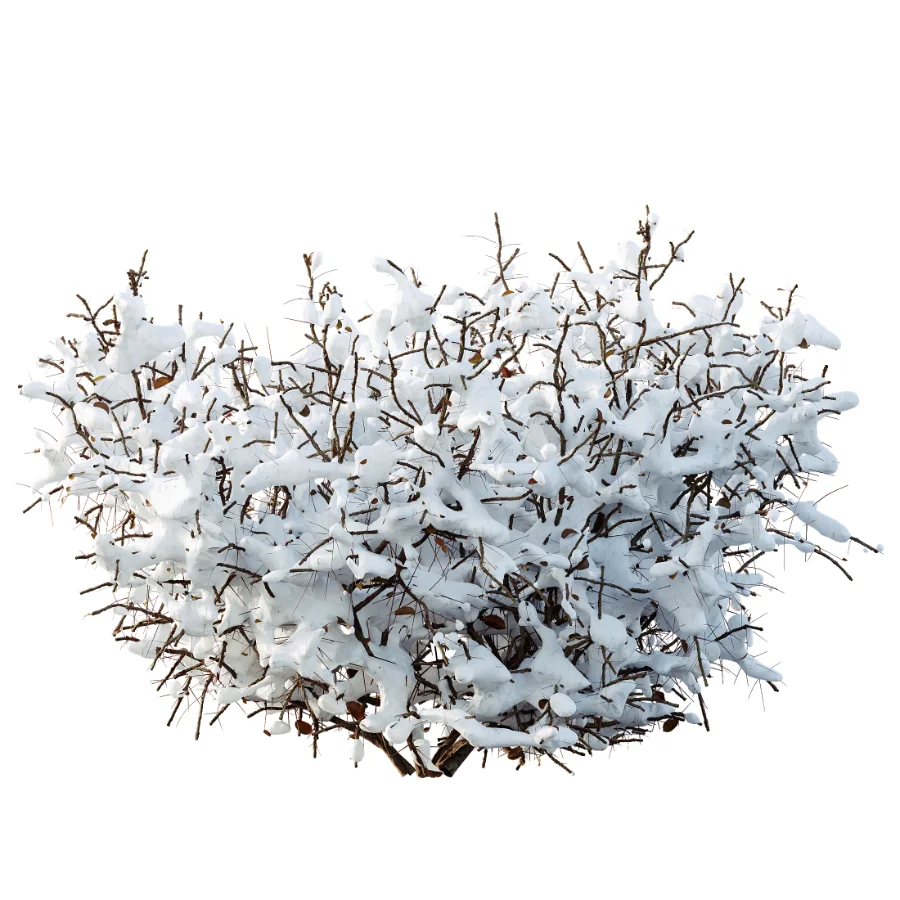 AV Winter Plant Snow Cornus sanguinea and Snow Kapebonavista Pachystachys - Image 4