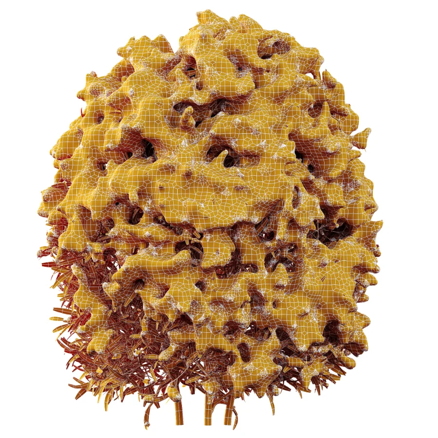 AV WinterPlant Snow Arboreum Bush and Snow Phillyrea Angustifolia - Image 10