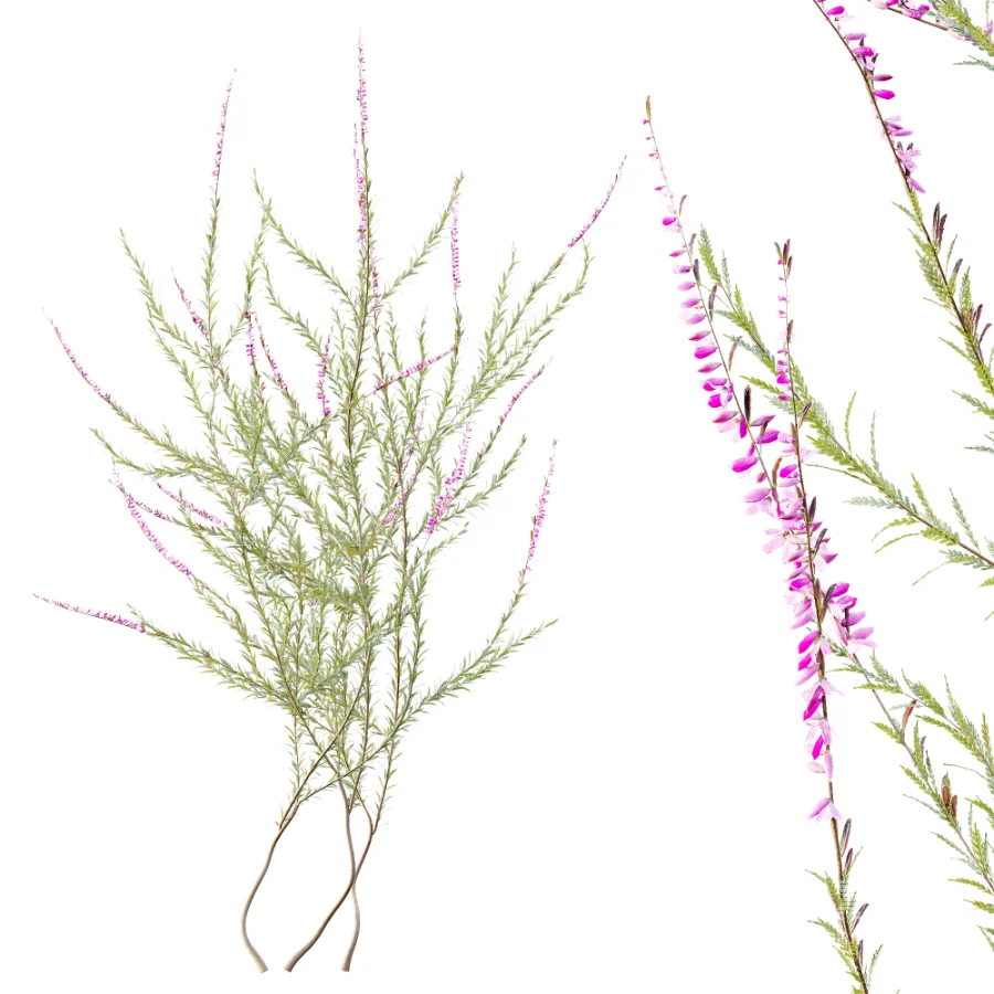 AV Plant Bush Purple Heather Calluna Vulgaris - Image 8
