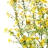 Senecio jacobaea wild flowers Tansy ragwort 01 - Thumbnail 5