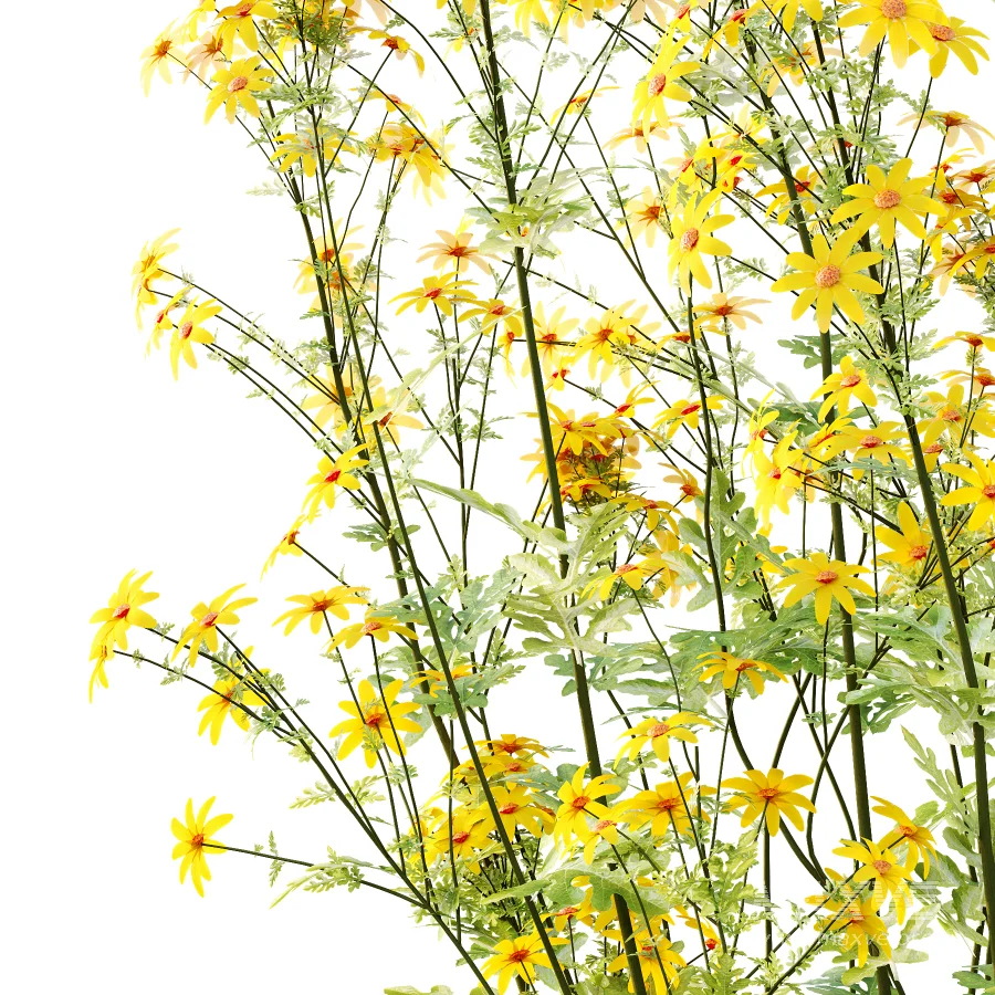 Senecio jacobaea wild flowers Tansy ragwort 01 - Image 5