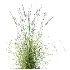 AV Plant Purple Moor Grass Molinia Caerulea - Thumbnail 5