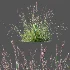 AV Plant Purple Moor Grass Molinia Caerulea - Thumbnail 11