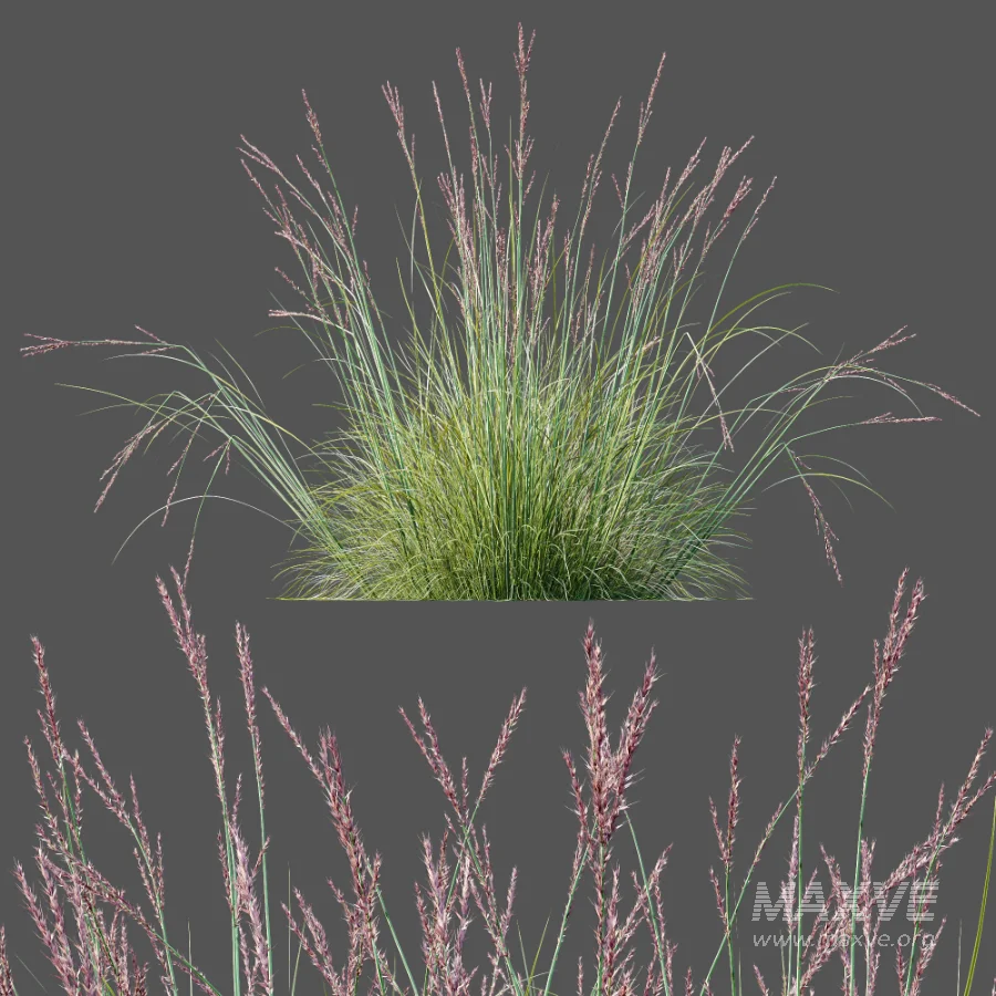 AV Plant Purple Moor Grass Molinia Caerulea - Image 11