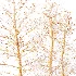 AV Dry winter trees - Thumbnail 5