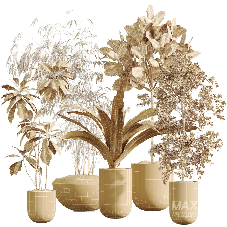 AV Indoor Plants Set 437 Olive and Rubber Ficus and Ficus Marginata and Lime Cane Dragon and Ficus African Fig - Image 9