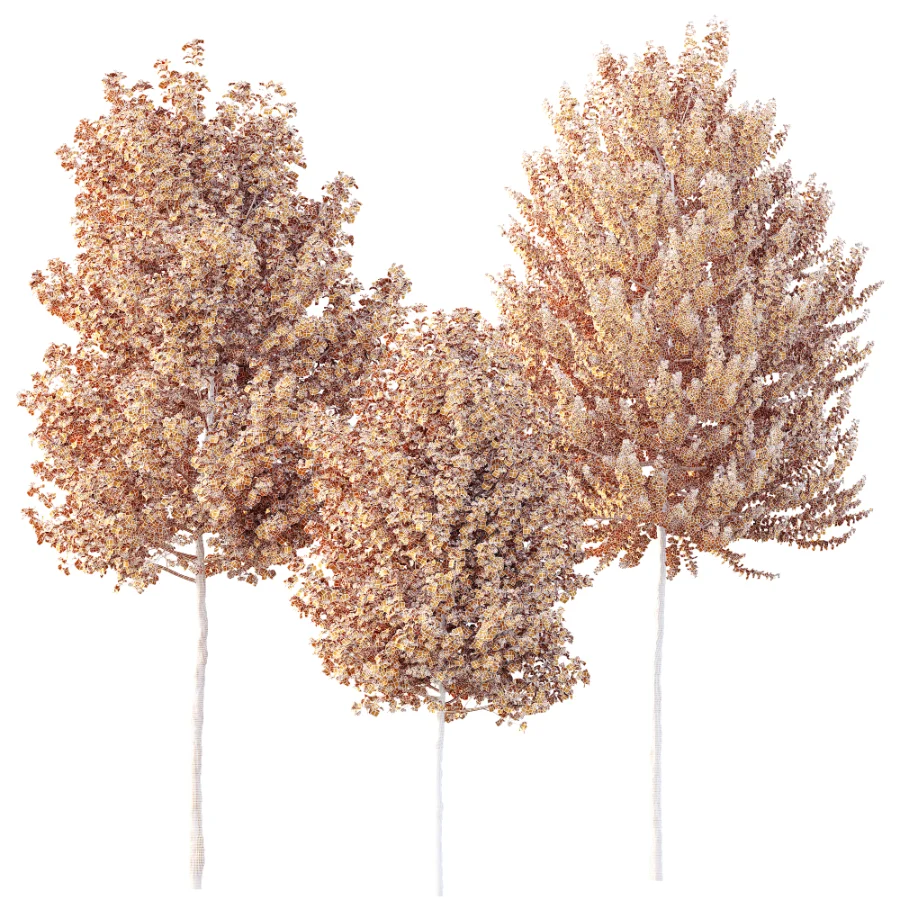 AV Acer X freemanii Freeman Maple Sapindaceae Tree set 03 - Image 7