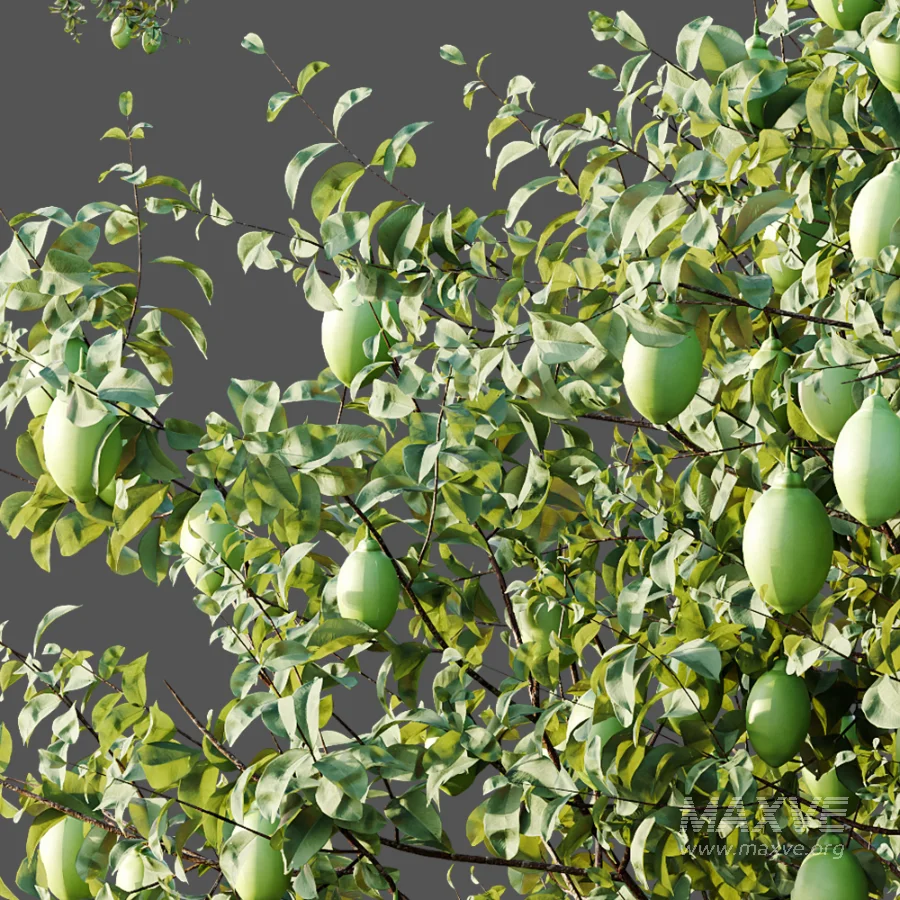 AV Plants Citrus Meyer Lemon Version02 - Image 3