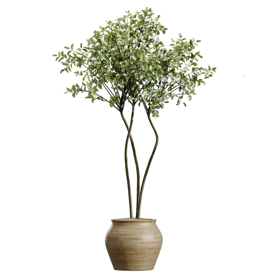 AV Indoor Plants Set 438 Olive and Alocasia Elefantenohr and Yucca Palm and Europaea Olive and Briful Pachira - Image 2