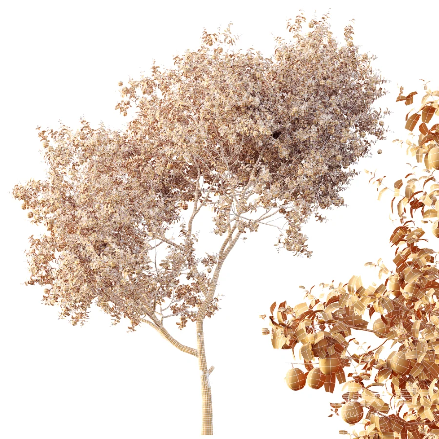 AV Plants Citrus Sinensis Orange Arancio Version02 - Image 11