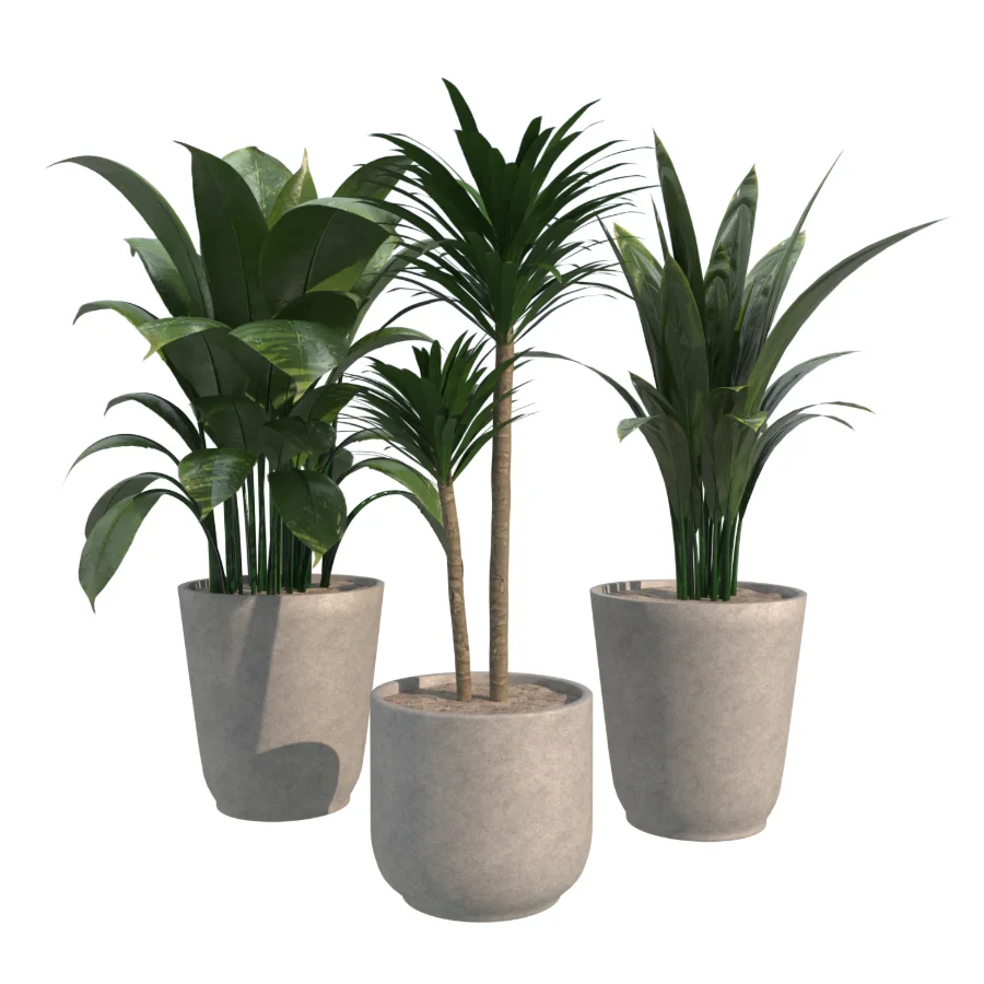 indoor plant_002 - Image 1