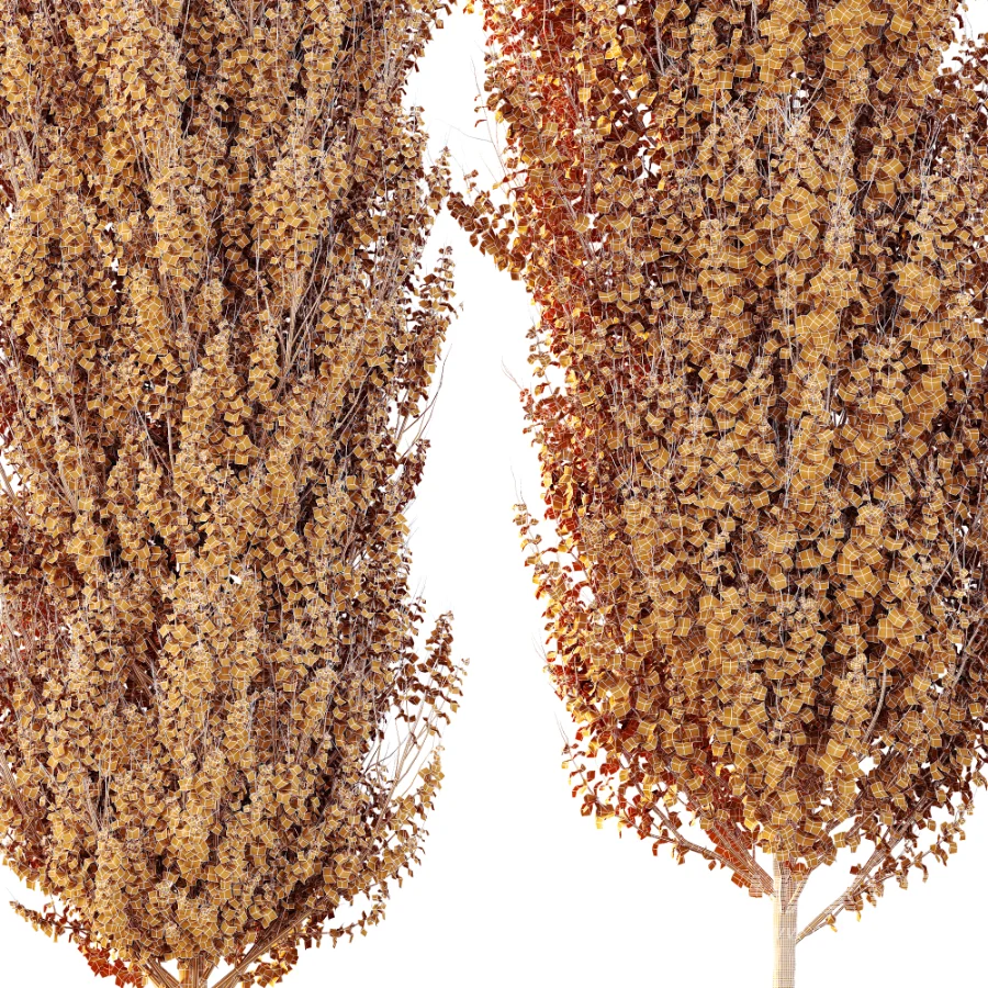 AV Acer X freemanii Freeman Maple Sapindaceae set 06 - Image 5