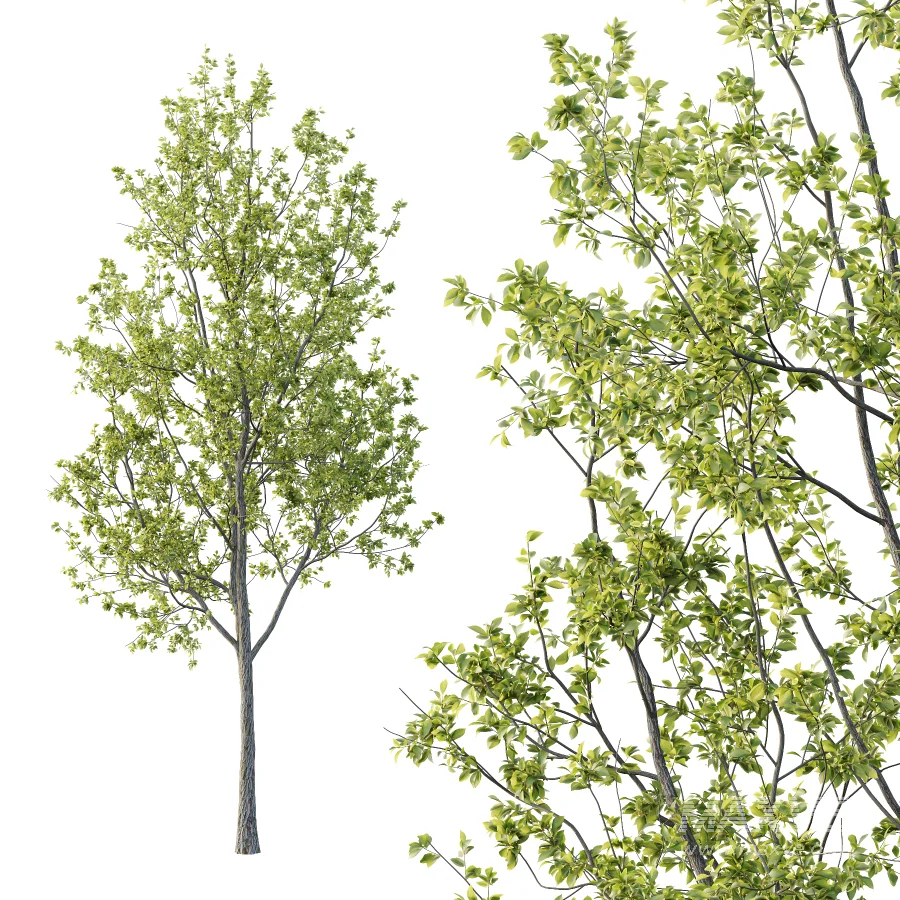 Chinese ash Tree Fraxinus chinensis 09 - Image 3