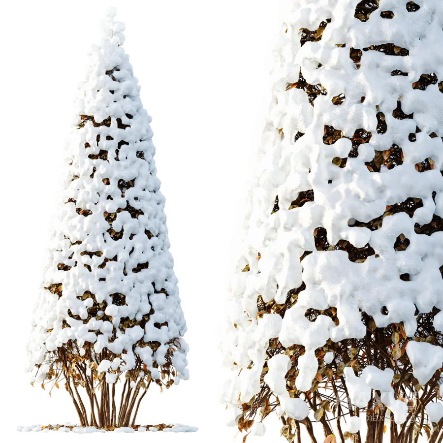 Av Winter Plant darf Yaupon Holly Winter - Image 2