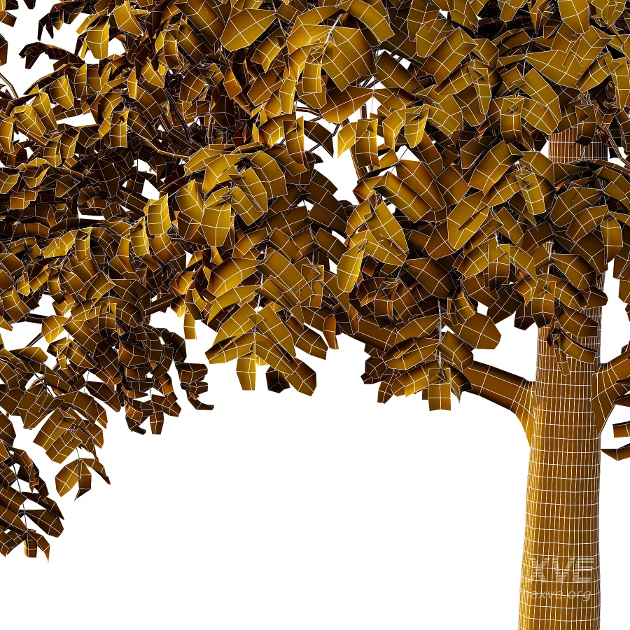 Chinese ash Tree Fraxinus chinensis 01 - Image 3