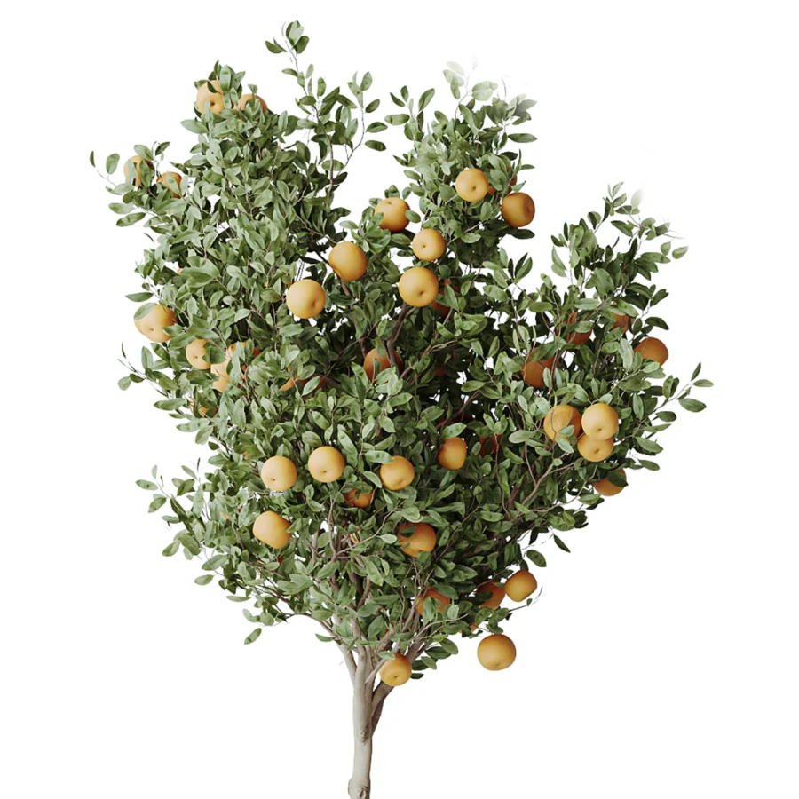 AV Indoor Plants Set 440 Eucalyptus Bouquet and Yucca and Olive and Orange Tree and Aloe Vera - Image 5