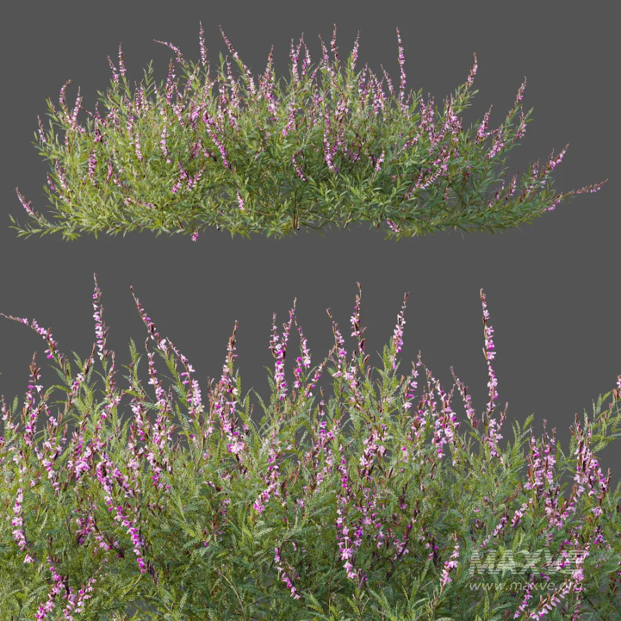 AV Plant Bush Purple Heather Calluna Vulgaris - Image 12