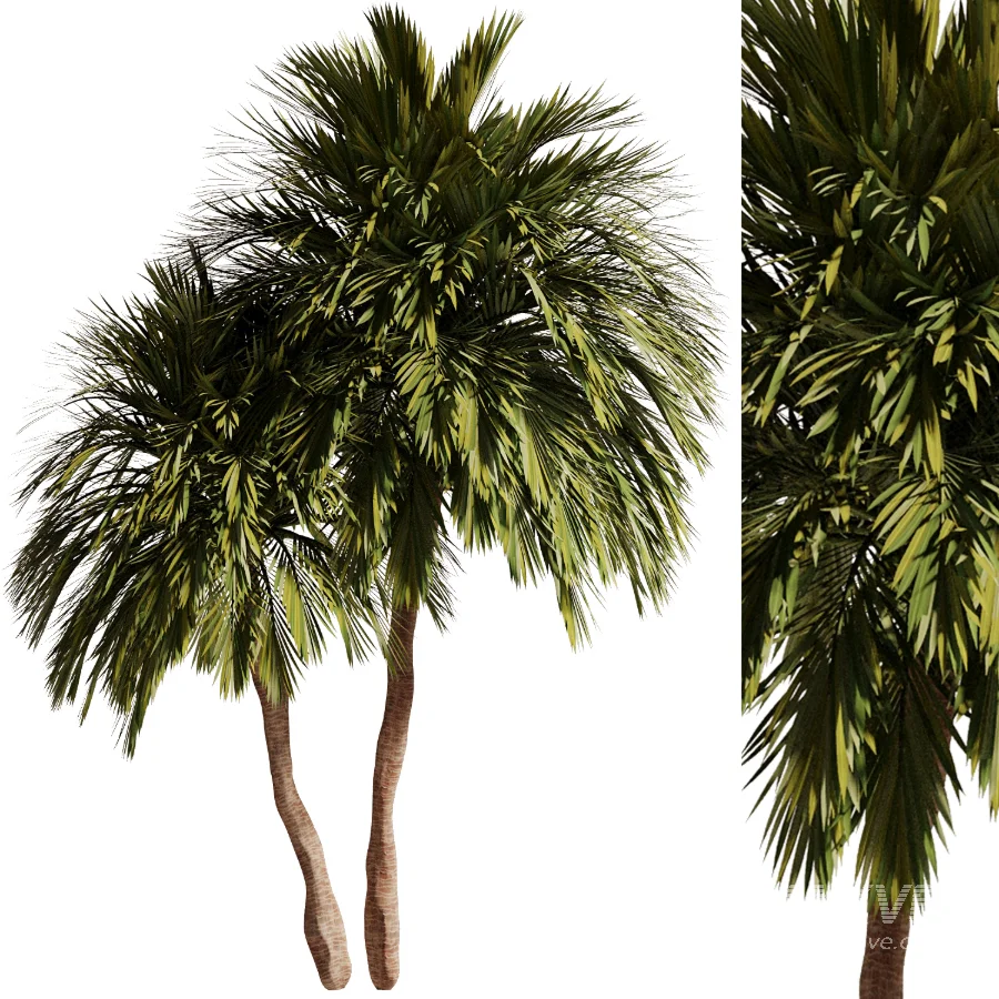 Tree Set47 - Image 1