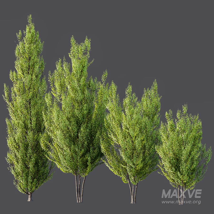 AV Acer X_freemanii Freeman Maple Sapindaceae Autumn Blaze set 05 - Image 6