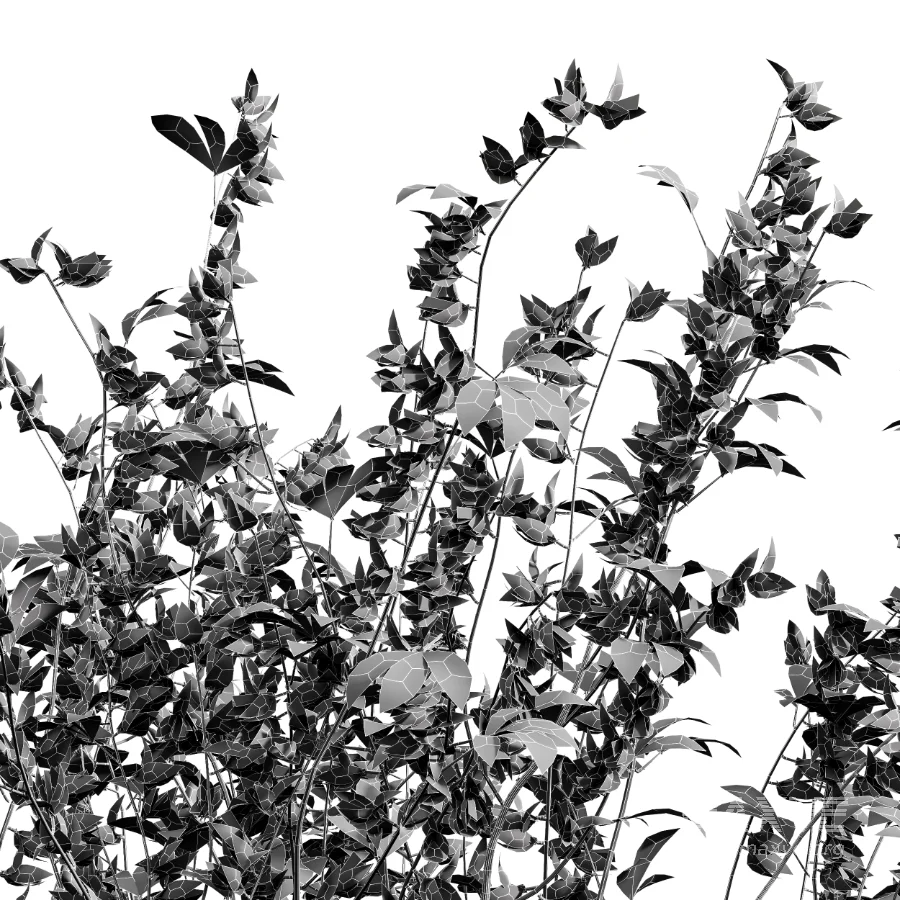 AV Adiantum Capillus Veneris Fern and Cytisus scoparius bush - Image 6