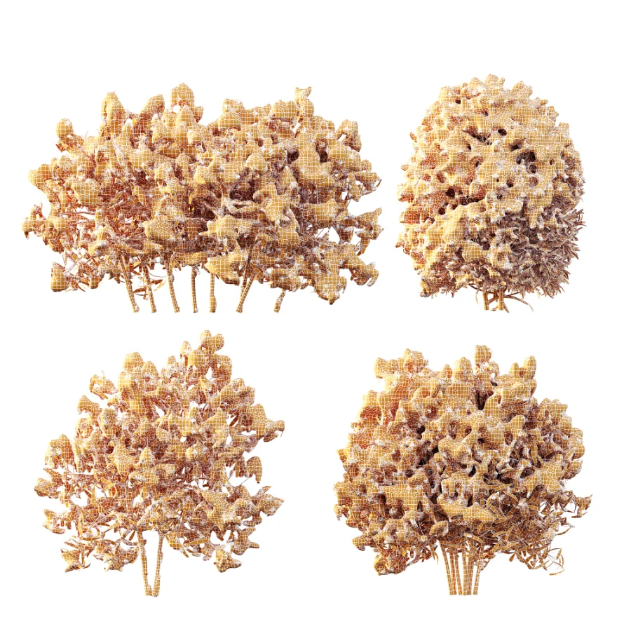 AV WinterPlant Snow Arboreum Bush and Snow Phillyrea Angustifolia - Image 9