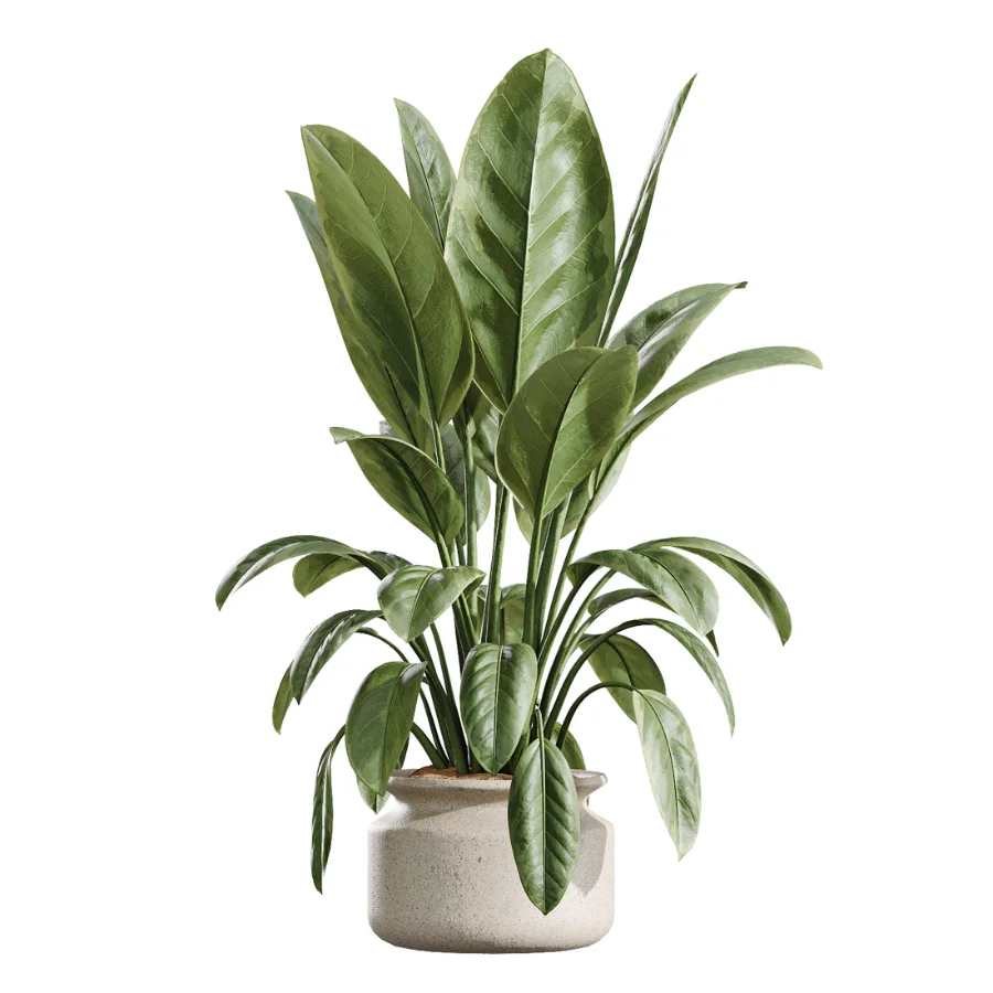 AV Indoor Plants Set 439 Ficus Beliza and Olive and Ficus Binnendijkii and Ficus Marginata and Ficus macrocarpa - Image 2