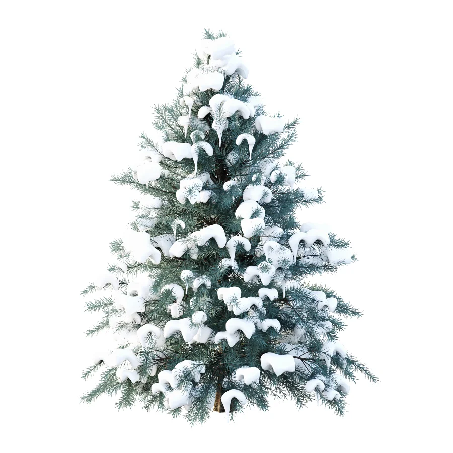 Blue Spruce Winter Tree 03 - Image 4