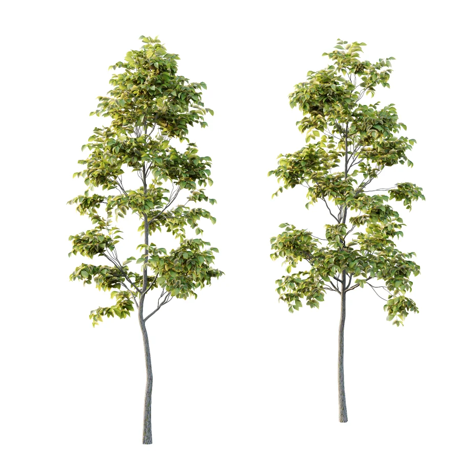 Chinese ash Tree Fraxinus chinensis 03 - Image 2