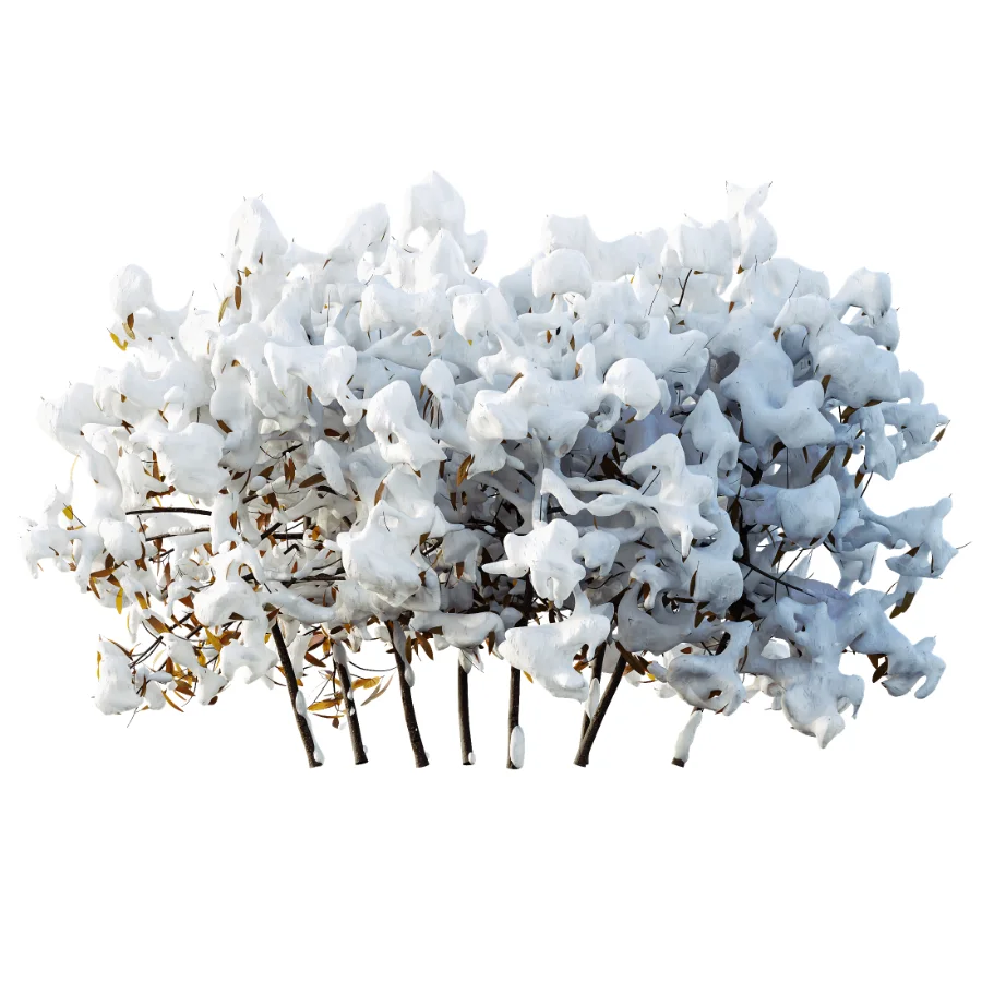 AV WinterPlant Snow Arboreum Bush and Snow Phillyrea Angustifolia - Image 4