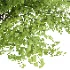 AV Adiantum Capillus Veneris Fern and Cytisus scoparius bush - Thumbnail 2