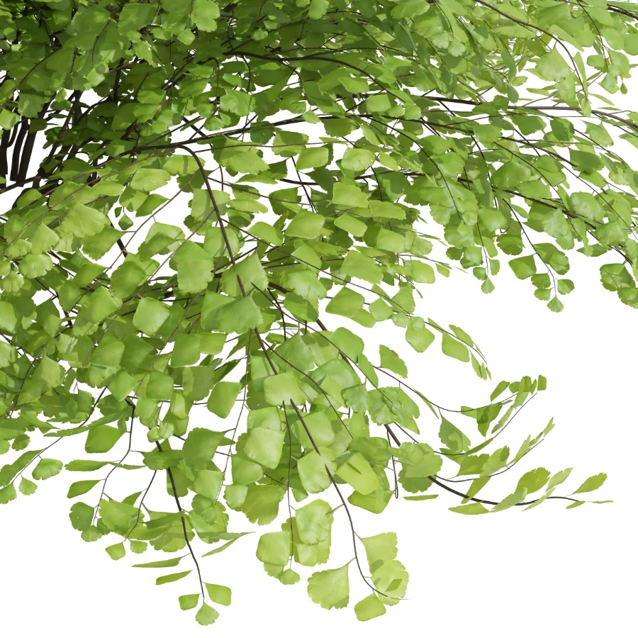 AV Adiantum Capillus Veneris Fern and Cytisus scoparius bush - Image 2