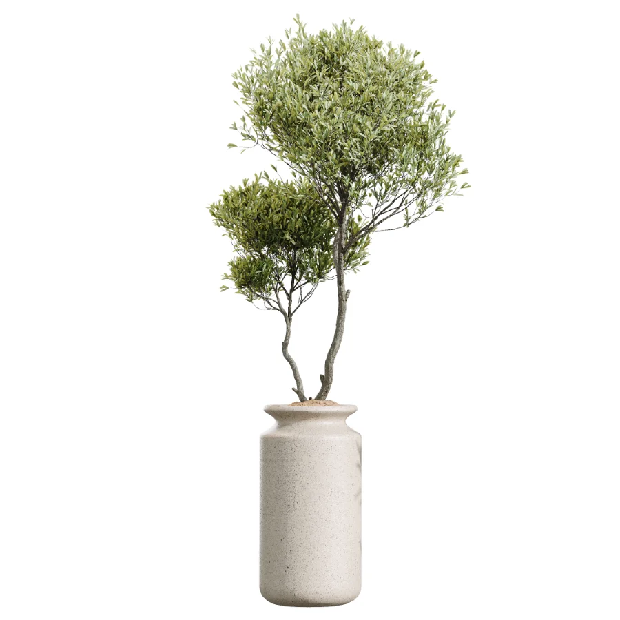 AV Indoor Plants Set 439 Ficus Beliza and Olive and Ficus Binnendijkii and Ficus Marginata and Ficus macrocarpa - Image 3