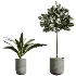 AV Indoor Plants Set 437 Olive and Rubber Ficus and Ficus Marginata and Lime Cane Dragon and Ficus African Fig - Thumbnail 7