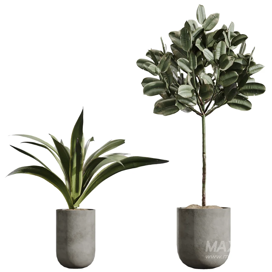 AV Indoor Plants Set 437 Olive and Rubber Ficus and Ficus Marginata and Lime Cane Dragon and Ficus African Fig - Image 7