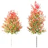 AV Autumn trees Acer X freemanii Freeman Maple Sapindaceae Set set 04 - Thumbnail 2