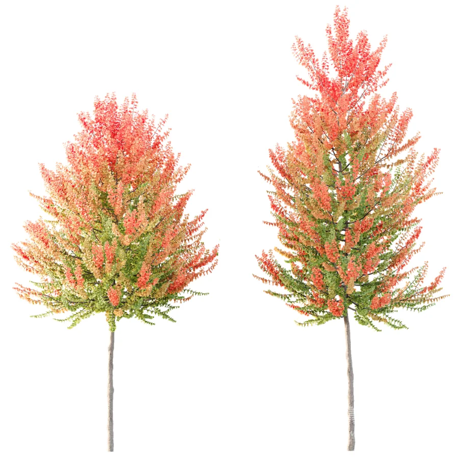 AV Autumn trees Acer X freemanii Freeman Maple Sapindaceae Set set 04 - Image 2