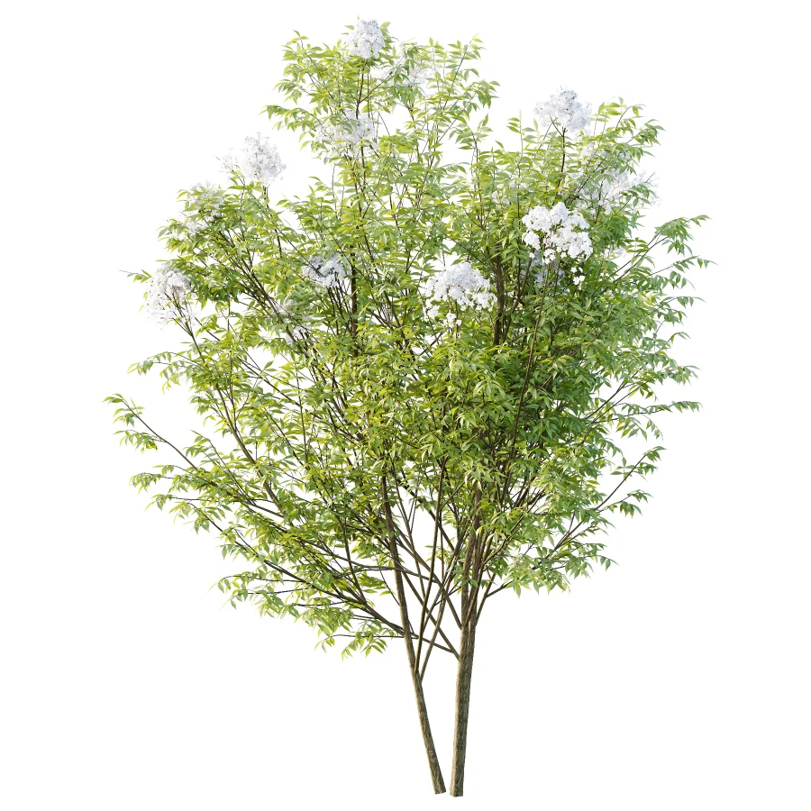 Sambucus nigra Tree 01 - Image 2